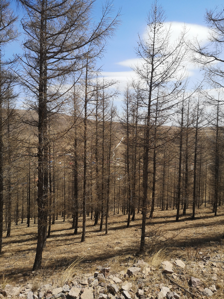 内蒙古自治区赤峰市松山区大夫营子乡涝泡子村